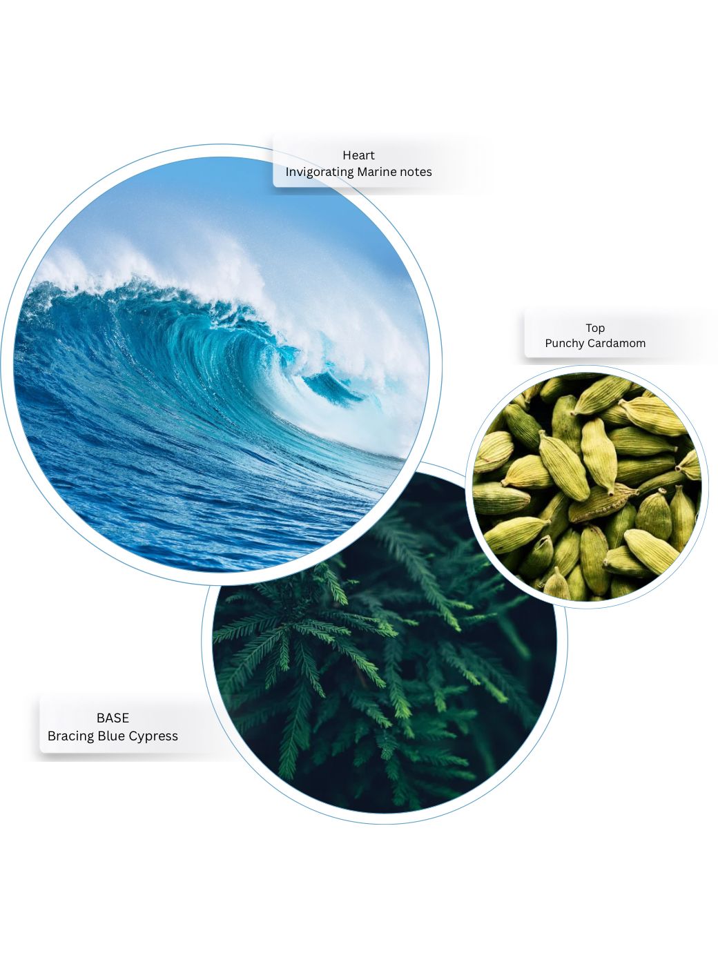 COSTAL CYPRESS & SEA FENNEL Bath & Shower Gel - 10 FL OZ / 300 ML